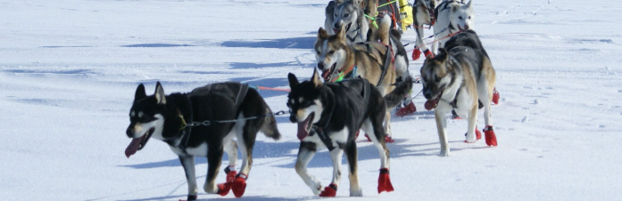 Husky sled rides