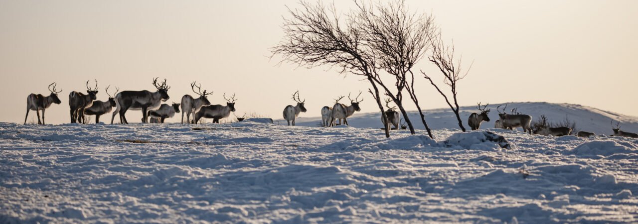 Vastuullisuus poronhoidossa - Explore Utsjoki